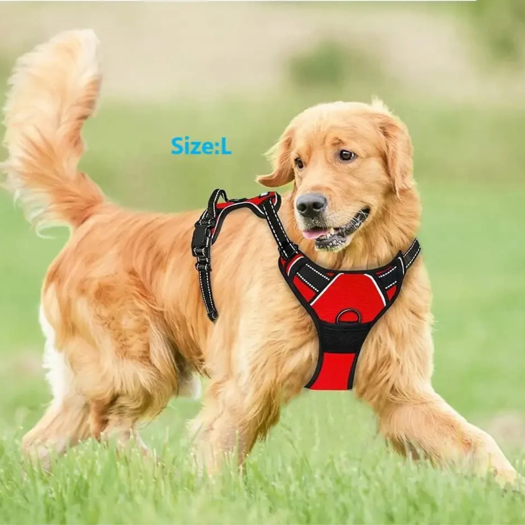Dog wearing a red and black harness on a grassy field