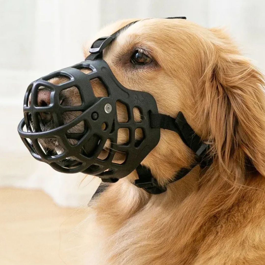 Dog wearing a black muzzle with a neutral background