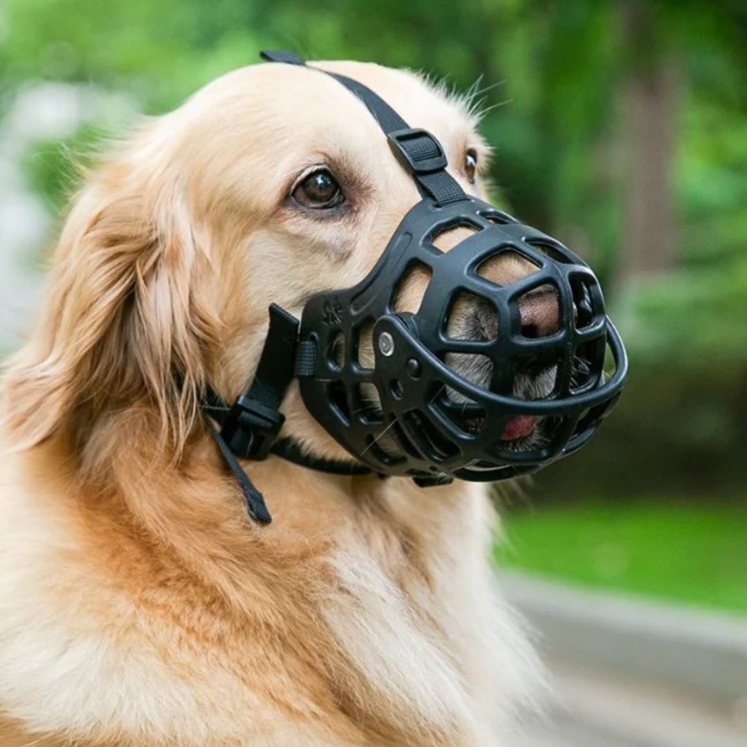 Dog wearing a black muzzle with a blurred green background