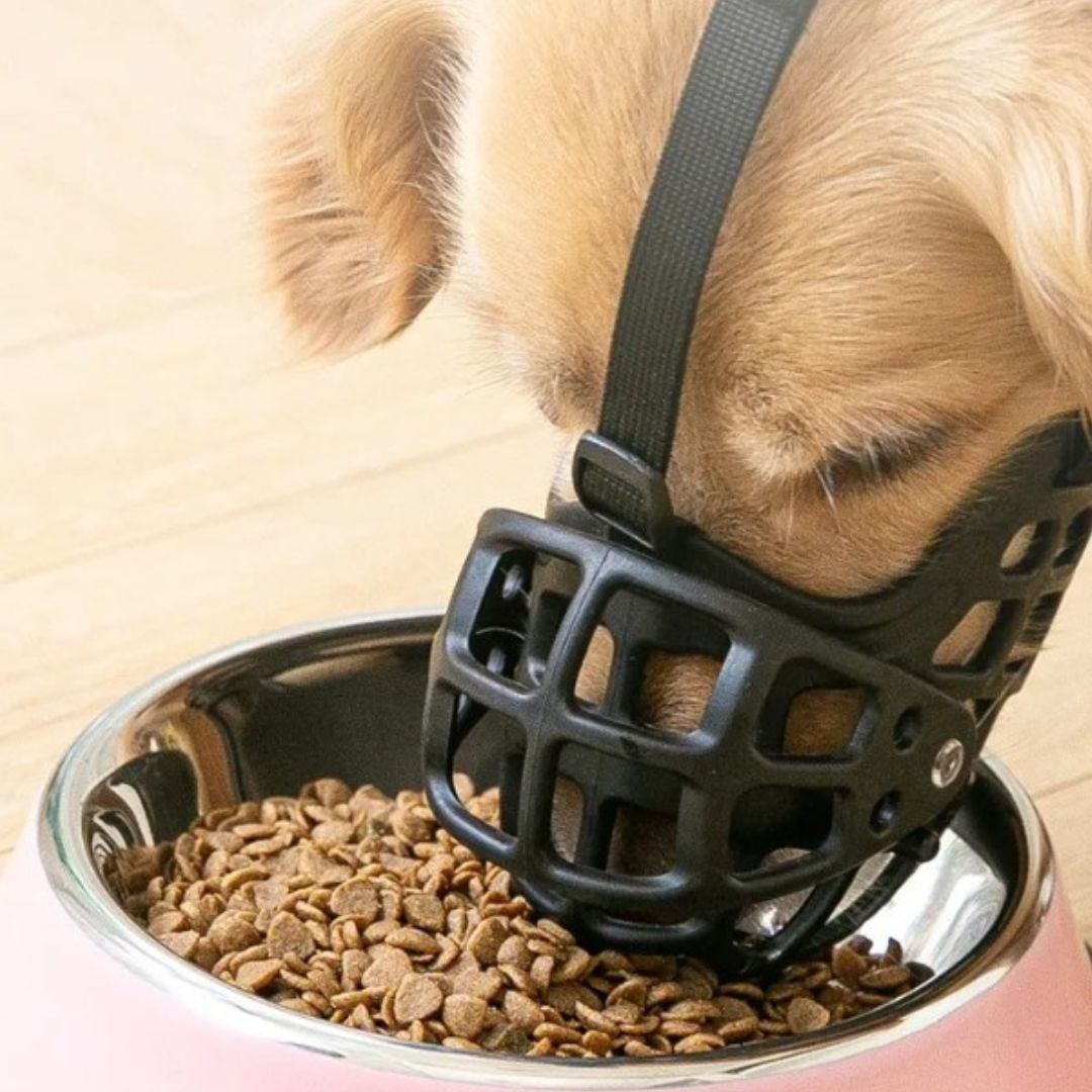 Dog wearing a black muzzle over a bowl of kibble.