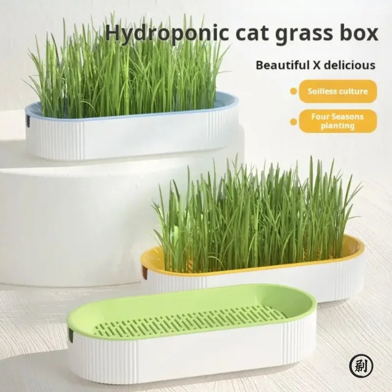 Hydroponic cat grass boxes with growing green grass on a light background