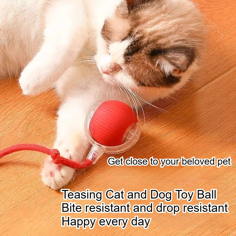 Cat playing with a red toy ball on a wooden floor