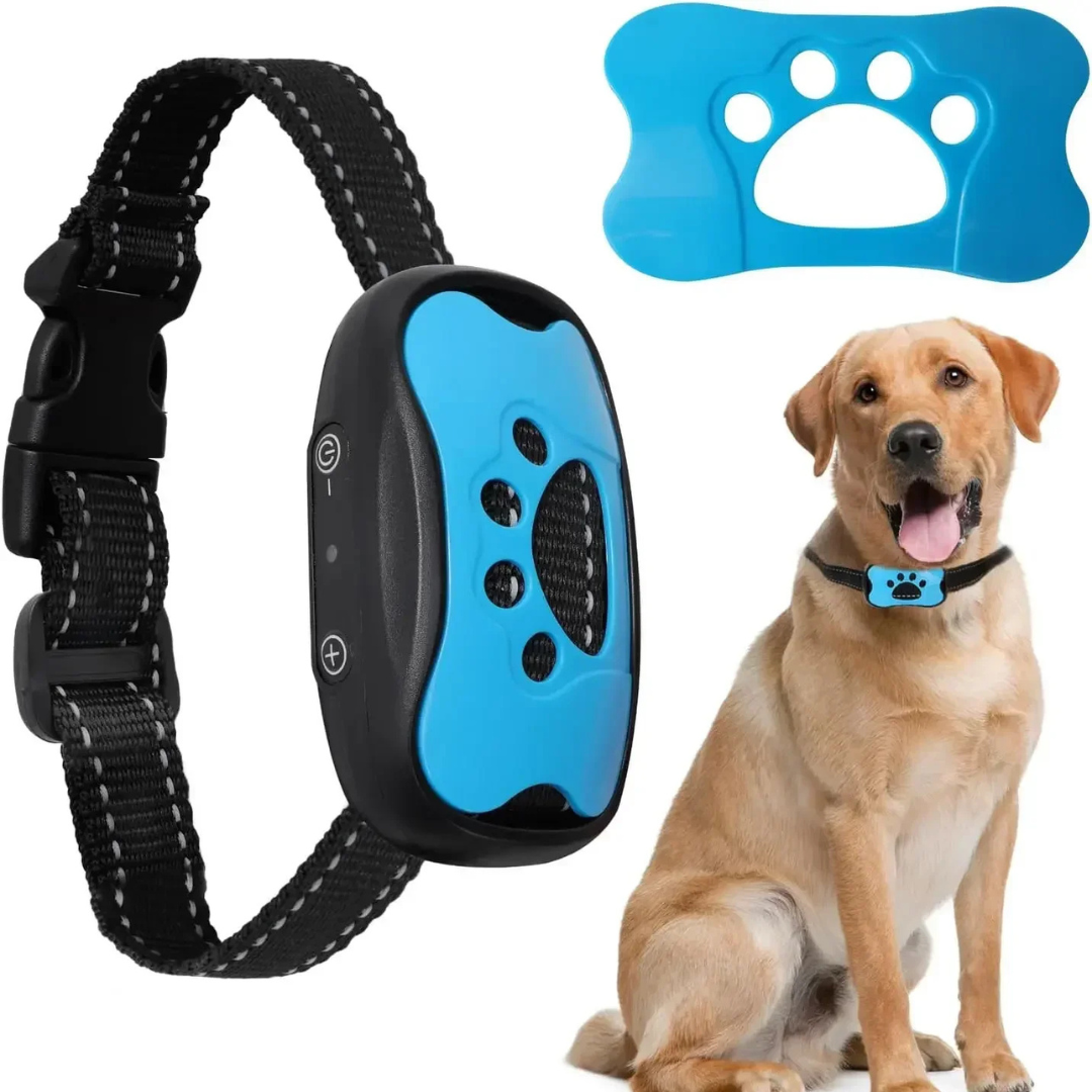 Black and blue dog collar with remote control, blue dog tag, and a dog sitting next to them.