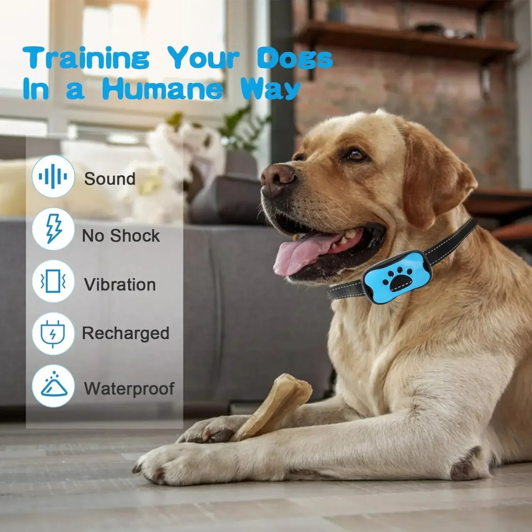 Dog wearing a blue electronic collar with features listed on the left, sitting indoors.