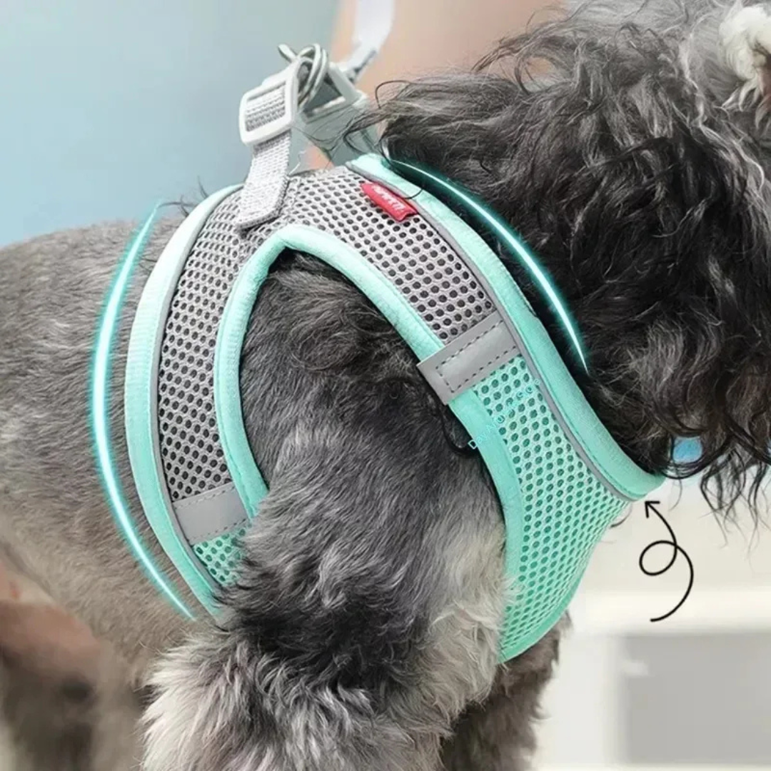 Dog wearing a teal and gray harness with a light blue background