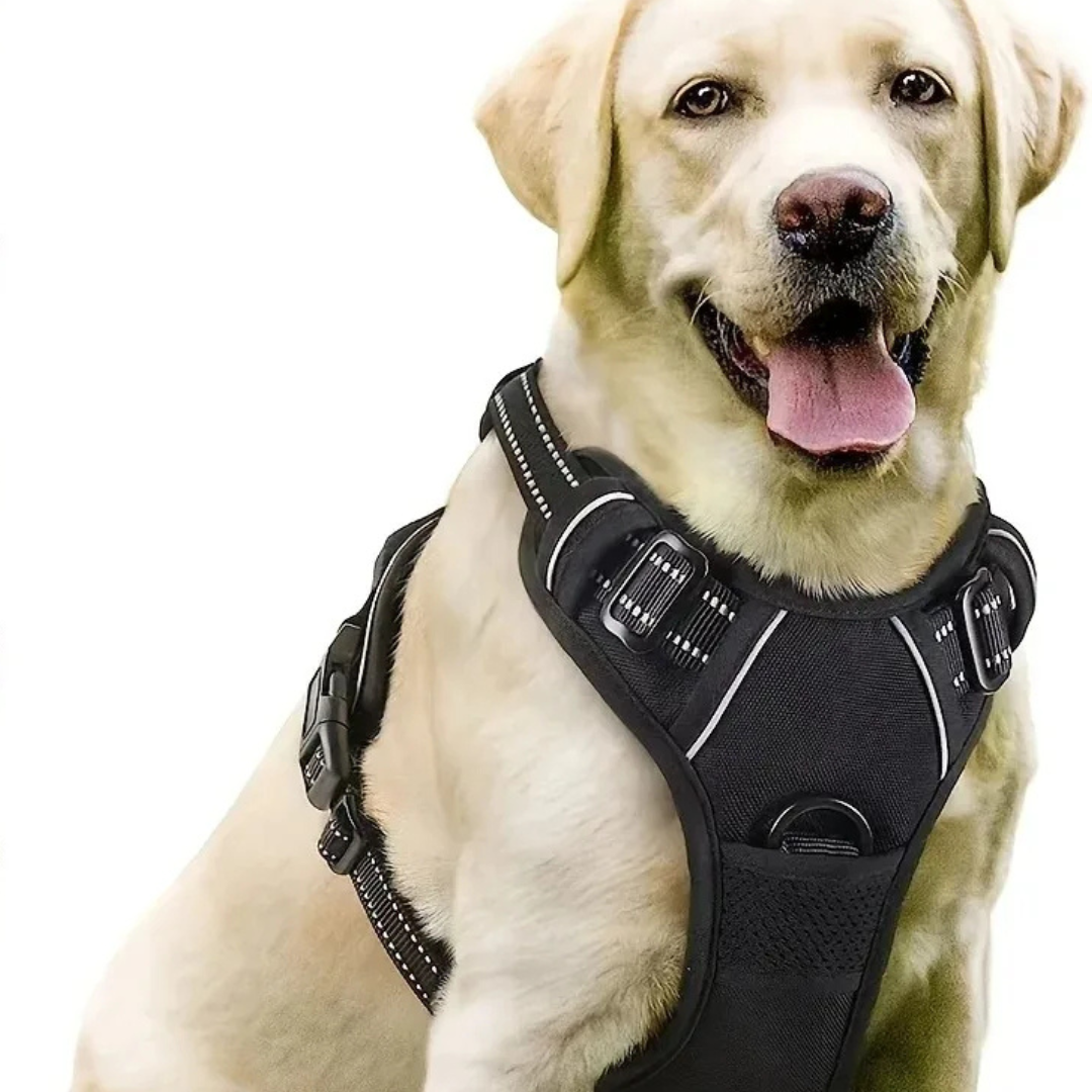 Dog wearing a black harness on a white background