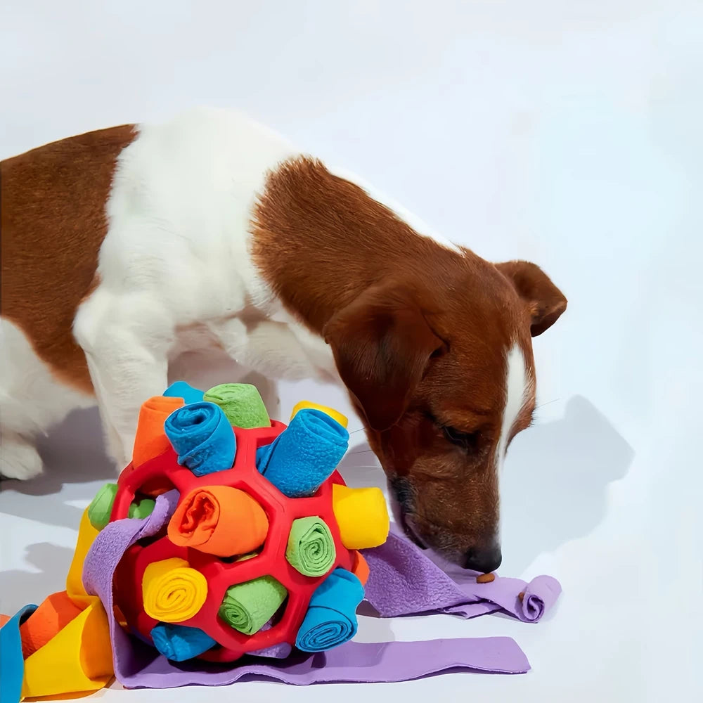 Dog playing with a colorful puzzle toy on a white background